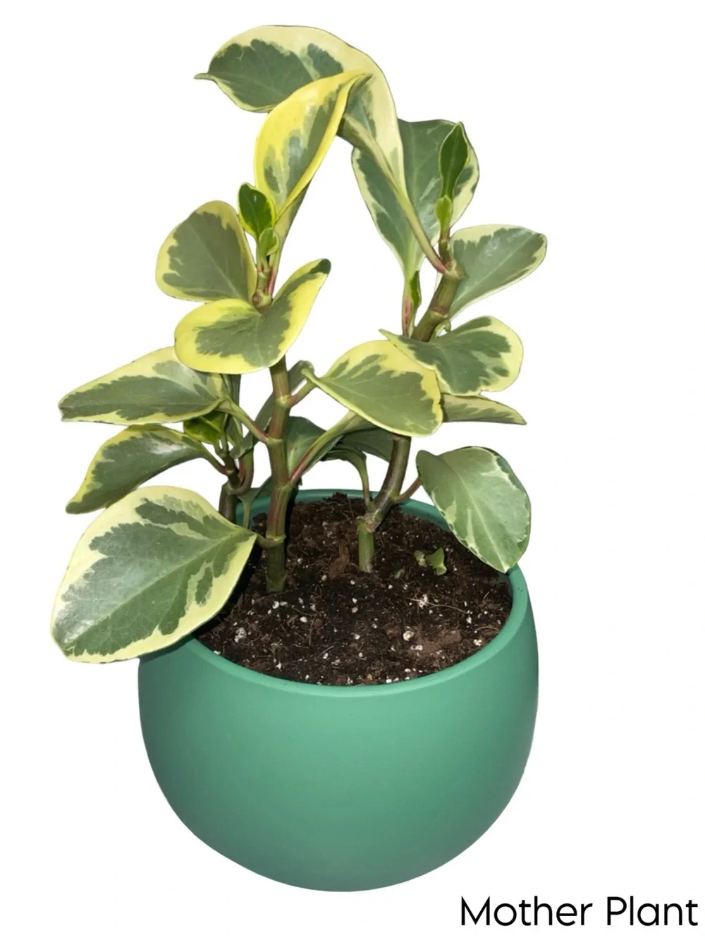 N/A variegated peperomia